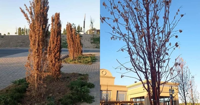 Ағаштары қурап қалған: Атышулы "Керуен сарай" тағы дауға қалды (видео)