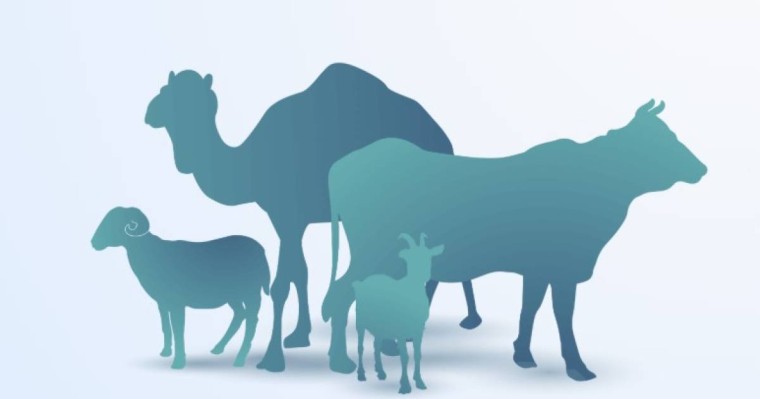 Мүфтият онлайн құрбан шалуға арналған сайтты іске қосты