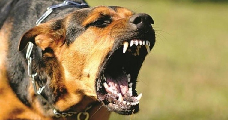 Батыс Қазақстан облысында ит төрт жасар баланы талап тастады