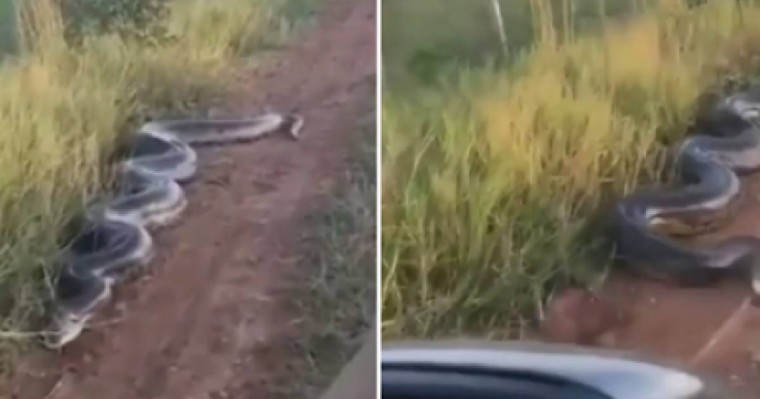 "Алакөлдегі анаконда" қазақстандықтардың зәре-құтын қашырды (видео)