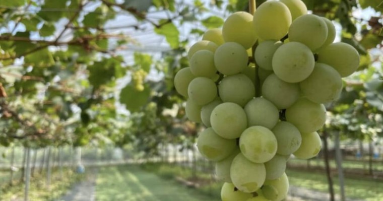 Трендке айналған “Шайн мускат” жүзімі зиян ба? - Министрлік зерттеу нәтижесімен бөлісті