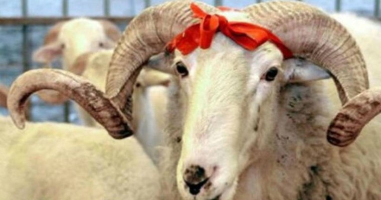 Қазақстандықтар енді онлайн құрбандық шала алады