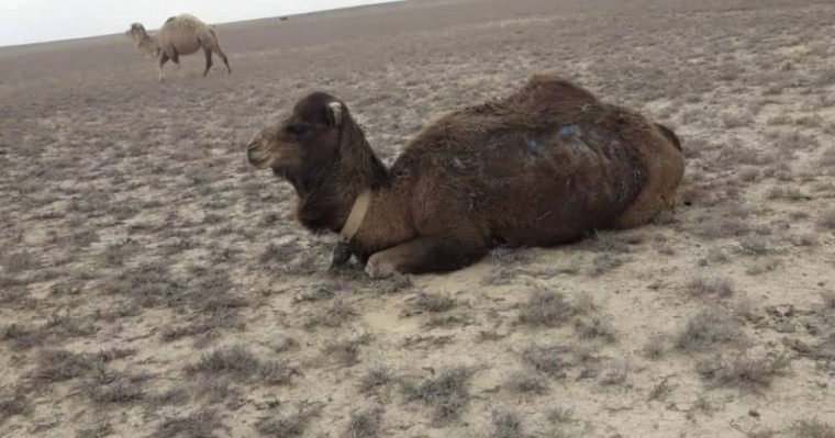 Маңғыстаудың түйелері топырақ араласқан тамыр жеп жүр (видео)