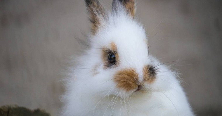 Қоян жылында туғандар 2021-де миллионер атанады