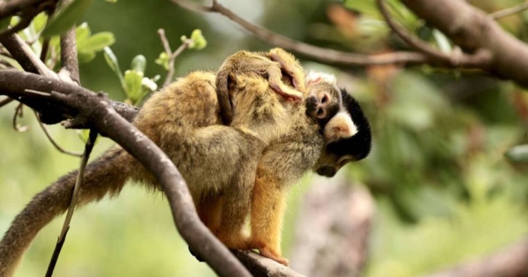 Қытайда маймыл вирусынан алғашқы адам өлімі тіркелді
