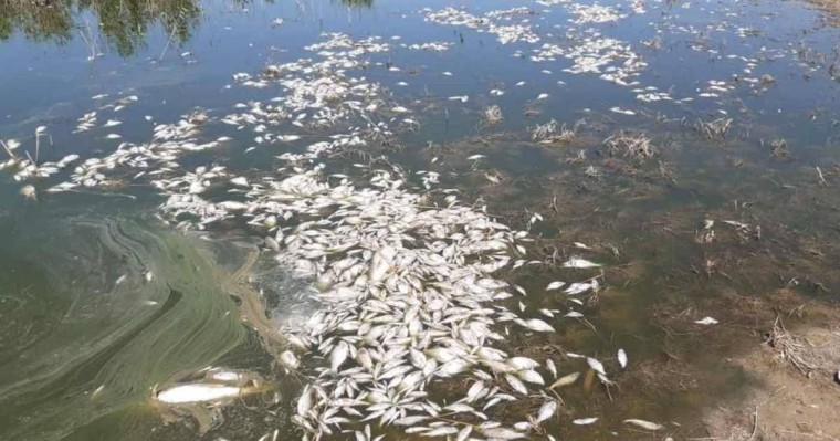 Атырау облысында балықтар жаппай қырылды