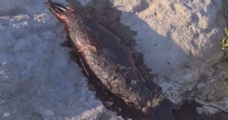 Ақтаудағы итбалықтардың өлексесіне қатысты министрлік түсініктеме берді