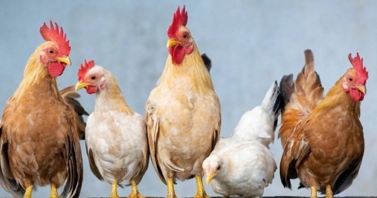 Әнші сахнада тауықтың тамағын кесіп, қанын ішкені үшін істі болды