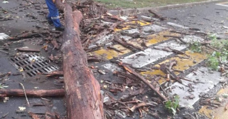 Алматыда жел тұрып, құлаған ағаш 16 көлікті қиратты