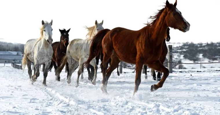 Полиция мал ұрлығымен айналысқан қылмыстық топты ұстады