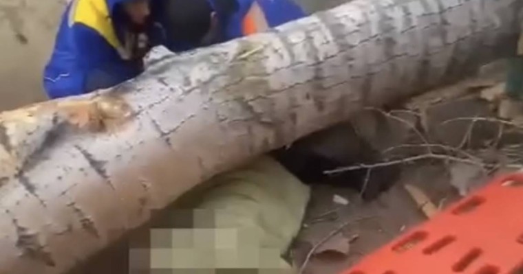 Павлодарда ағаш құлап, әйел ажал құшты