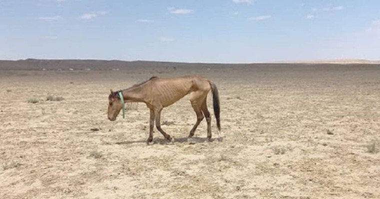 Батыстан басталған жұт бүгінде Оңтүстікке жетті, үкімет әлі үнсіз...