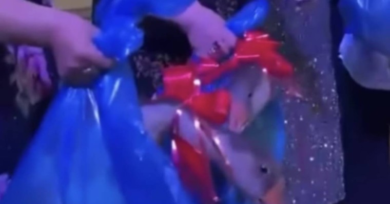 «Масқара!». Тойда қонақтарға тірі қаздар таратылды