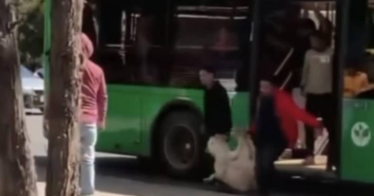 «Автобус малқора емес қой!». Атвобуспен мал тасыған бір топ адамдар желіні шулатты