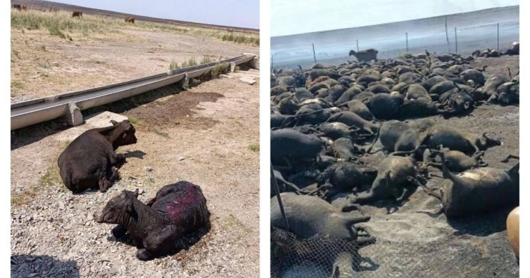 "Адамдар тас үйге шығып аман қалған": Қарағанды облысында жайлауда жас жігіт өліп, жүз шақты мал қырылған