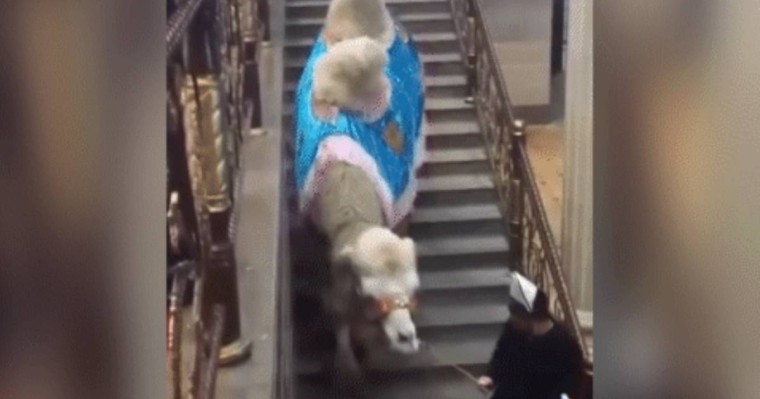 «Дарақылықты қашан қояды екен»: тойханаға түйесін кіргізе алмай тұрған адам сынға ұшырады