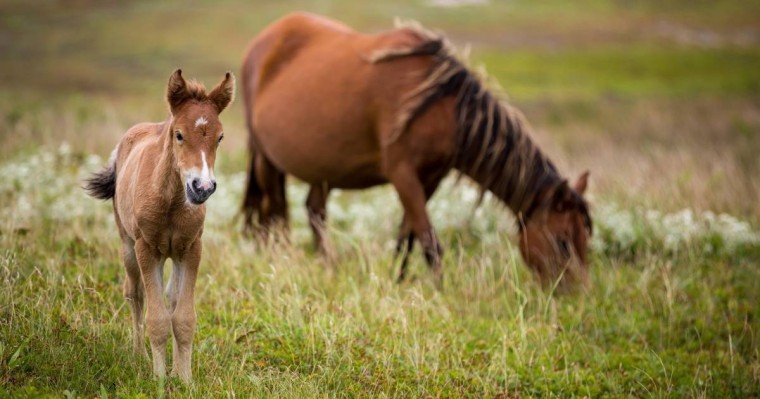 Қарағанды облысында екі аяқты құлын туды