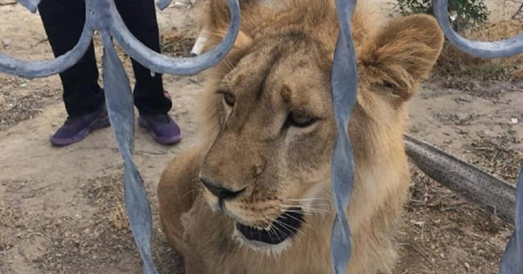 Ақтауда жүрген арыстанның иесі түрмеге отыруы мүмкін