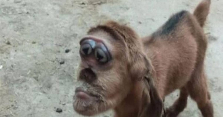 Тұмсығы маймылға ұқсас лақ ауыл тұрғындарын шошытты