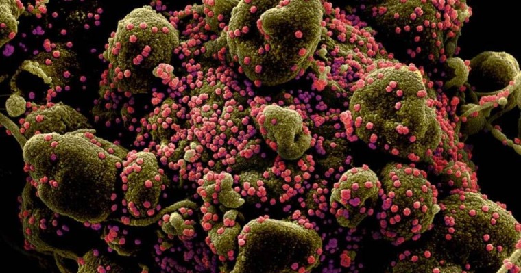 Алматыда "үнді" штамын жұқтырғандар 23% өсті