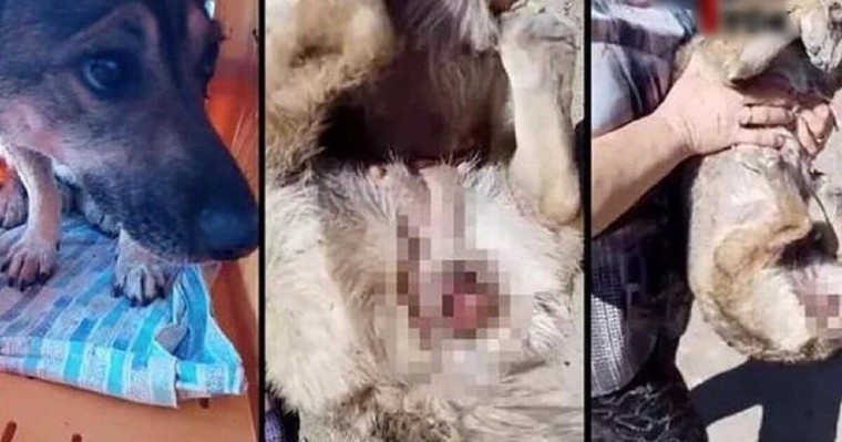 "Бүгін – зоофил, ертең – педофил". Таразда ер адам итті зорлаған