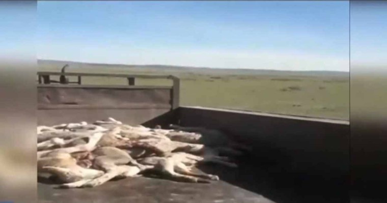 Шығыс Қазақстанда ірі қара мал белгісіз дерттен қырылып жатыр