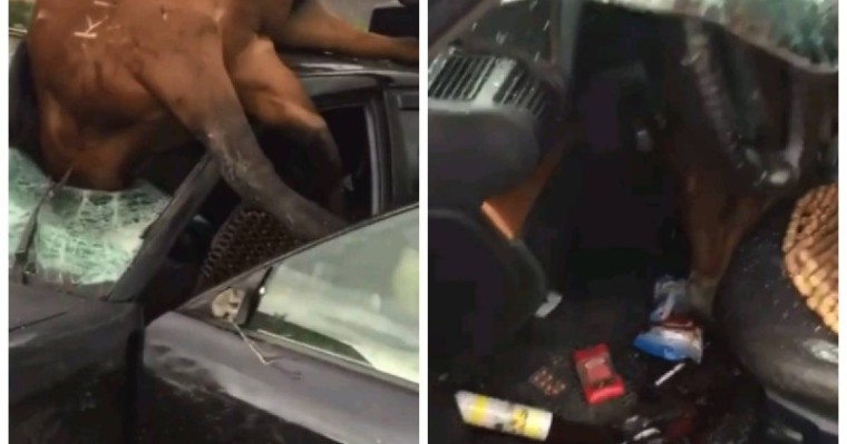 Көлсайға барар жолда жылқы көліктің әйнегіне кептеліп қалды (видео)