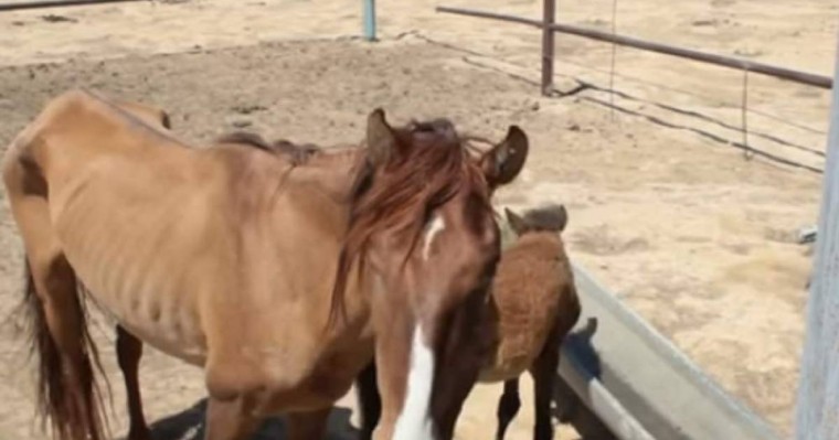 Маңғыстау облысында малмен ғана күн көріп отырған ауылдар ашаршылықтың алдында тұр