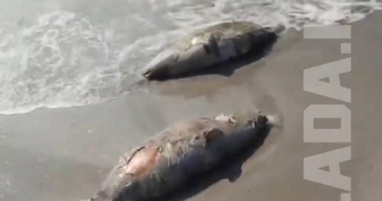 Ақтауда итбалықтар жағаға шығып қалды