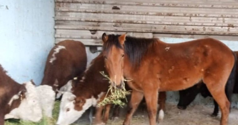 Мал жаппай арзан бағамен сатылады, ет пен сүт қымбаттауы мүмкін - «Атамекен»