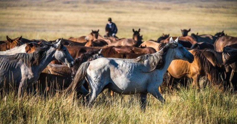 Депутат Ардақ Назаров малшылардың зейнетке шығу жасын төмендетуді ұсынды
