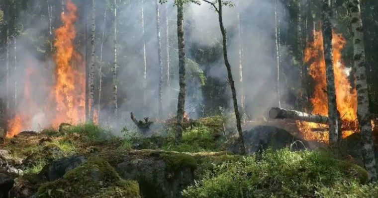 Абай облысындағы өрттен бәріміз сабақ алуымыз керек - Президент