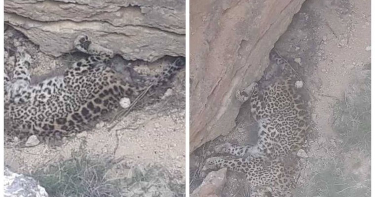 Қызыл кітапқа енген жануар: Маңғыстауда өлі қабылан табылды (видео)