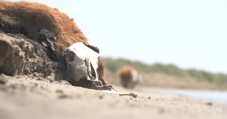 Қазақстанның тағы бір облысында малға жұт келіп жаппай қырылып жатыр