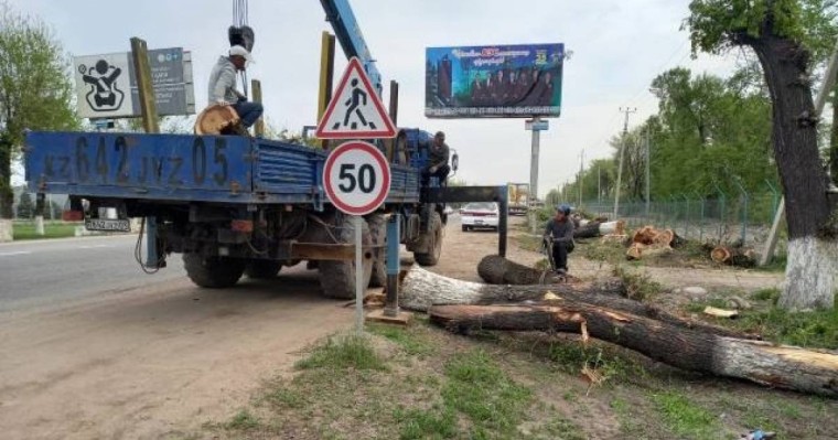 Жол бойында кесілген ағаштар: “Шин-Лайн” компаниясы мәлімдеме жасады