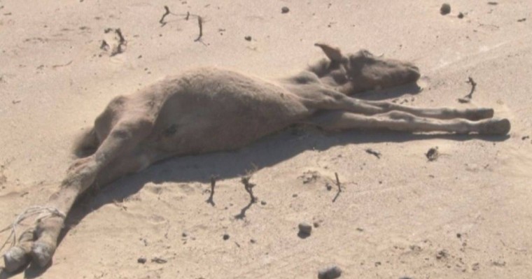 Маңғыстаудағы қуаңшылық мәселесін шешуге 204 миллион теңге бөлінді