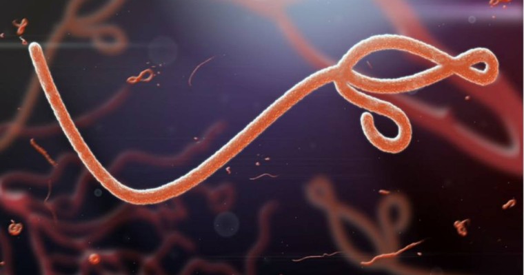 Адамзатқа жаңа эболавирус қауіп төндіреді - ғалымдар