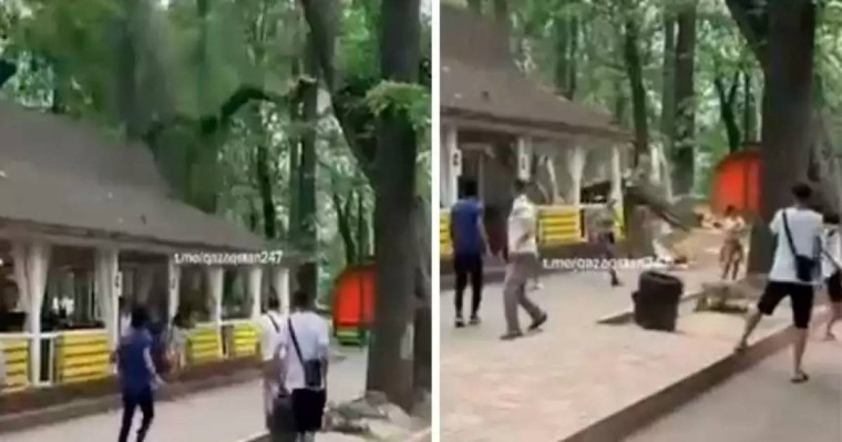 Алматыда жазғы кафенің үстіне ағаш құлады