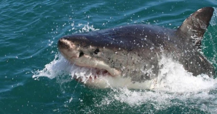 Египетте жағажайда демалып жүрген ресейлік азаматты акула жеп қойды (видео)