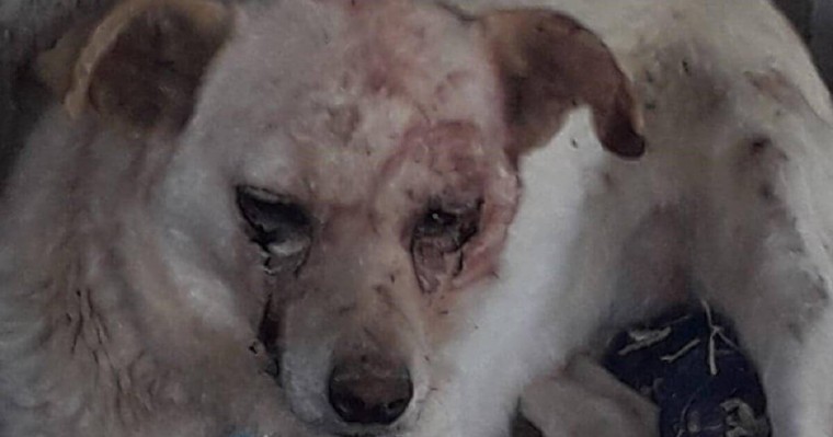 Ағашқа байлап, балтамен ұрған: жүкті әйелдің жауыздығы жұрттың жағасын ұстатты