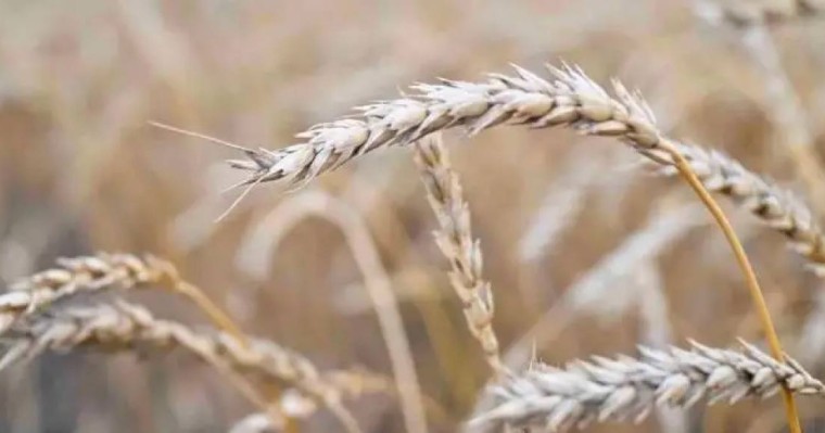 Ғалымдар «Кудесница» атты бидайдың жаңа түрін таныстырды