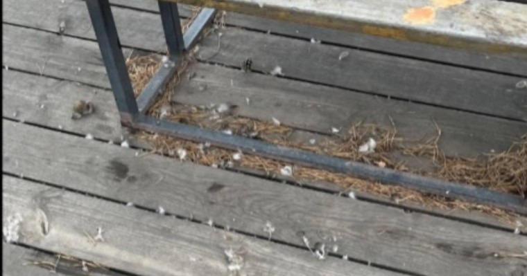 Астанада ер адам баланың көзінше үйректерді бөлшектеген: полиция жауап берді