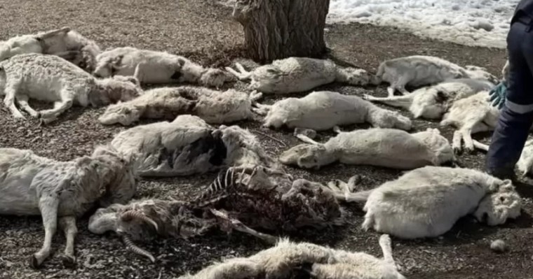 Ұлытау облысында үш мыңға жуық киіктің өлексесі табылды: облыс әкімі киік өліміне не себеп болғанын айтты