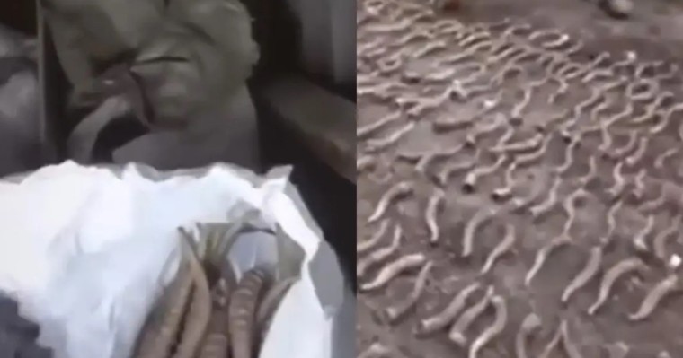 Жезқазған тұрғынының үйінен 300-ден аса киік мүйізі тәркіленді