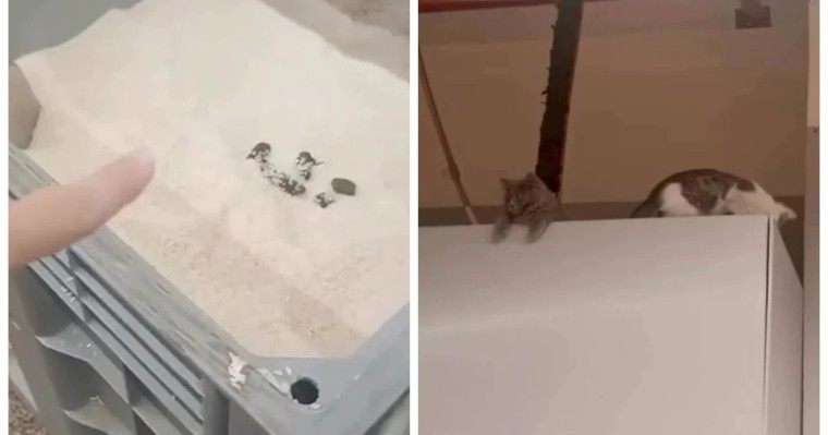 Тұтынушы Magnum дүкеніндегі күріштен мысықтың нәжісін байқаған (ВИДЕО)