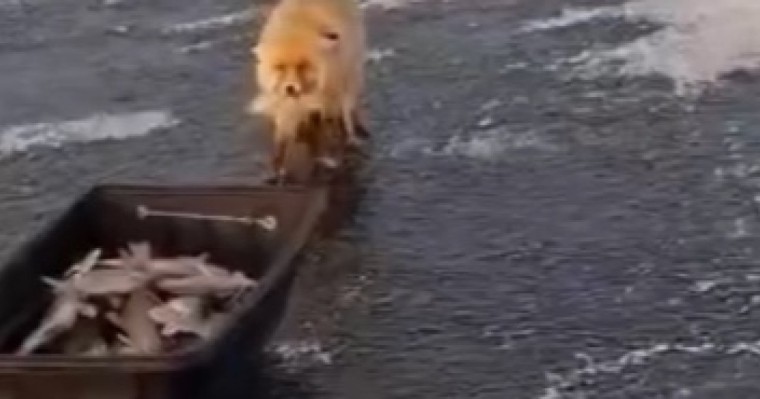 Түлкі балықшыларды алдап кетті: Астананың маңында ұстаған балықты ұрлаған аң видеоға түсіп қалды