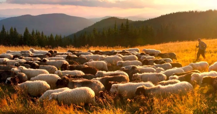 Шопандар мен бақташылар 55 жасқа толғаннан кейін арнайы әлеуметтік төлемдер алады - Үкімет жобаны мақұлдады