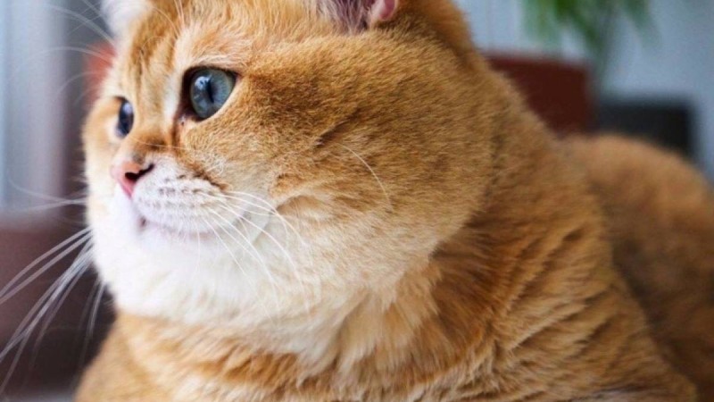 Мысықтын пайдасы