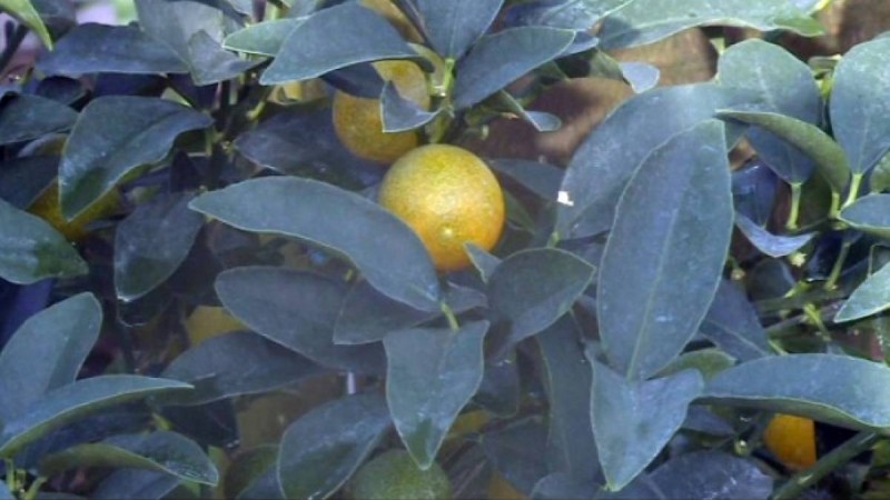 Елордадағы бақта банан мен апельсин өсіп тұр