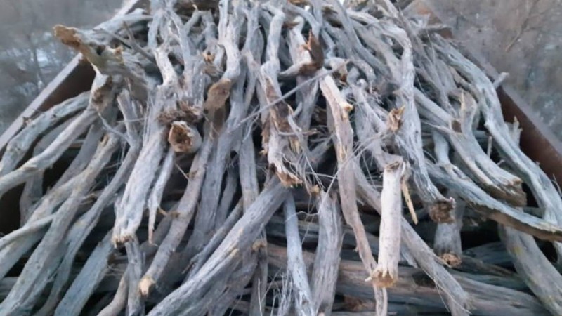 Алматы облысында сексеуіл ағаштарын заңсыз кескен браконьер ұсталды